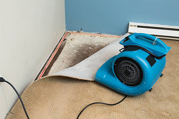 Best Mold removal after water damage  in Gordonsville, VA